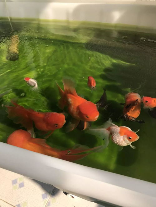 换水频率与缸体容积：动态平衡下的养护策略