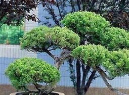 植物养护的重要性：防秽除煞与持续庇佑