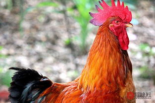 两个属鸡的人结婚合适吗？他们的婚配关系如何？