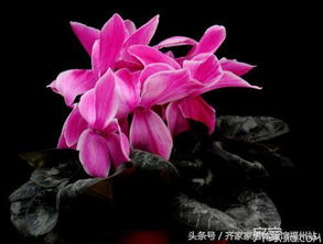 风水中有倒插梅这一说法吗？这是否意味着某种特殊的寓意或影响？