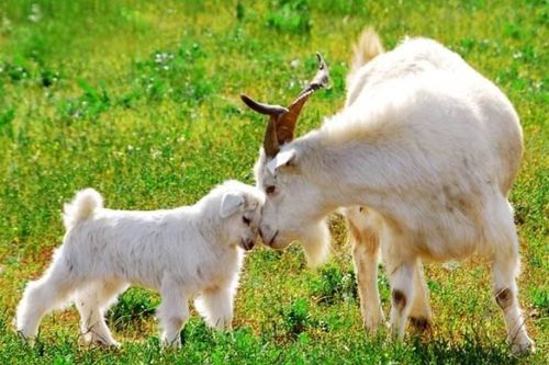 1979年出生属羊的人命运如何？他们的生活轨迹和人生经历是怎样的？