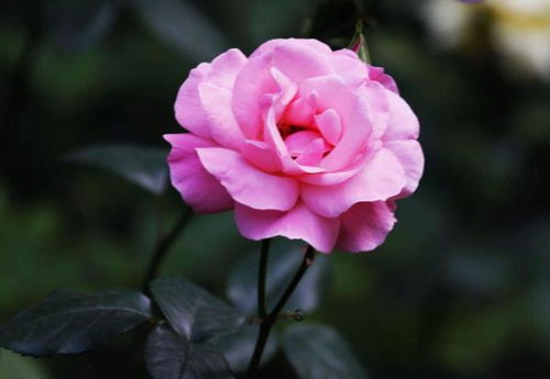 一、 月季花在风水学中的象征意义与理论基础