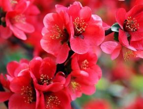 六、 综合评析及未来研究方向