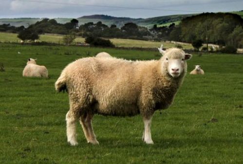 属羊双子座今年何时会迎来财运高峰？