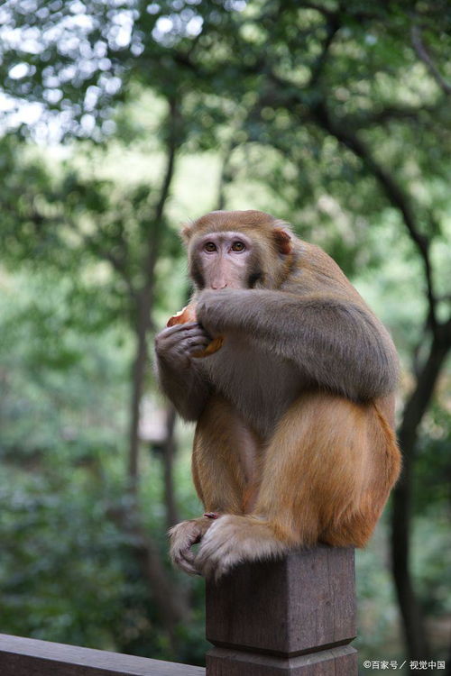 丰衣足食的动物是啥生肖？