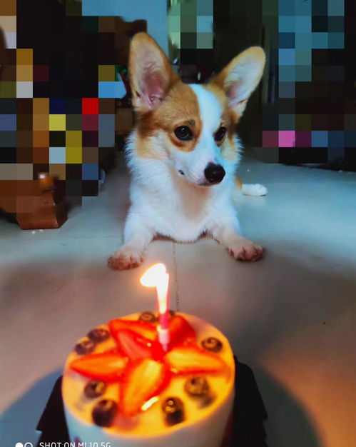 泰迪犬起名大法：从玄学到瞎搞的全方位指南