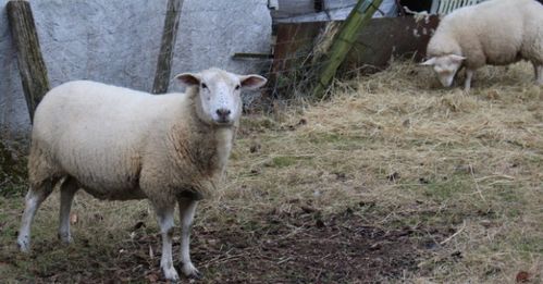 2026年属羊人犯死煞灾祸运势具体表现是什么？