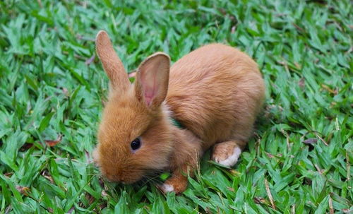 将感物伤怀打一生肖，是哪个生肖的动物呢？