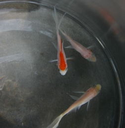 （一）溶解氧含量与增氧措施