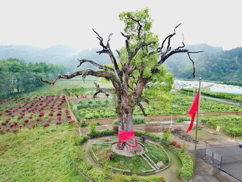 周边游乱象：坑爹之旅