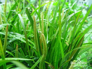 石菖蒲能招财？信不信由你！