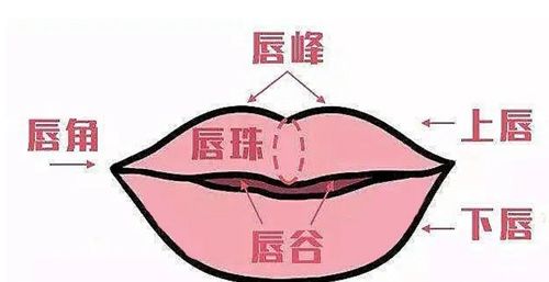 要点提示：人的嘴巴和鼻孔