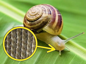 风水蜗牛地如何布局？蜗牛风水图解有哪些讲究？