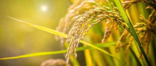 3.3 生机勃勃？先让钱包鼓起来