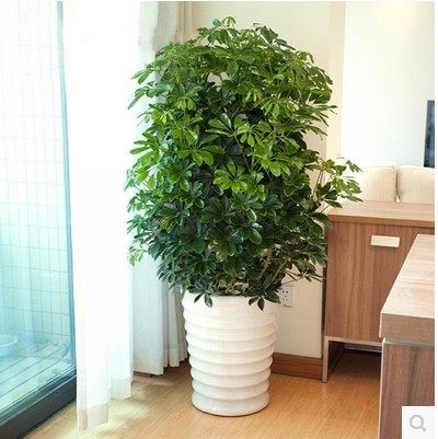 第一节 收银台区域“较大忌较大型乔木 慎沉重引入中较小盆景”的非对称约束原则