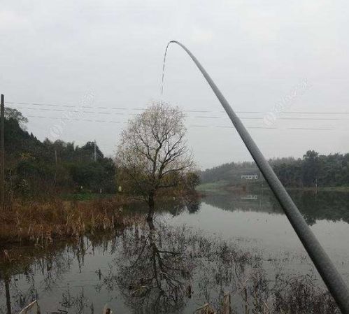 1. 气温骤降与鱼类生理活性抑制