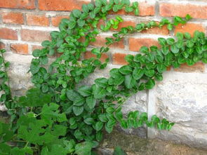 藤蔓类植物的象征意义与物理隐患