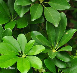 属虎的吉祥植物七叶莲，属兔的吉祥植物是什么呢？