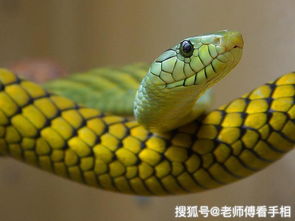 属蛇命与龙命哪个更佳？二者相冲有何含义？