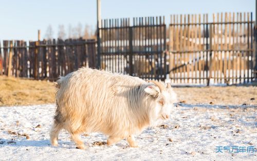 1980年属羊水瓶座女性身体状况如何，运势怎样？