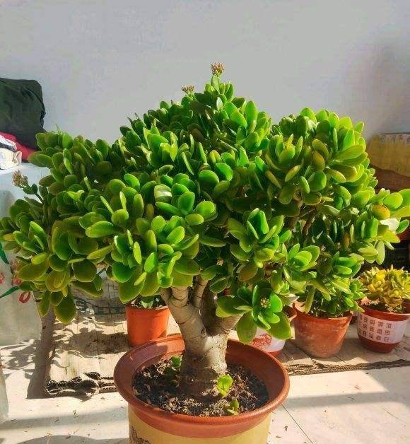 （四）缓释颗粒肥