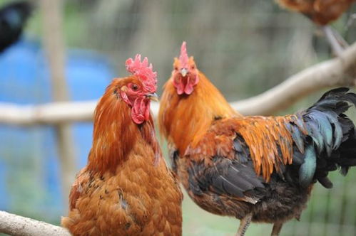 鸡年属相的最佳婚配属相是哪个？有没有推荐的八字相配？