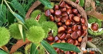 在板栗树下捡到前男友