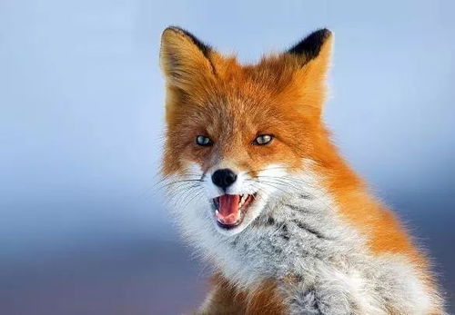 ：惯与目标设定与环境互动机制的哲学考量