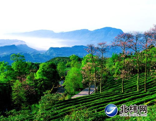 蒙顶山免费茶园之旅：茶香弥漫的历史课堂