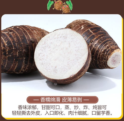 哪里能买到正宗广西特大香芋，又称风水芋头？