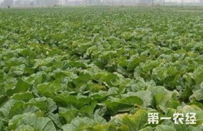 三、 收获时期及质量评估