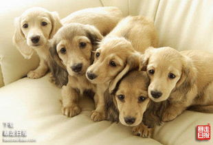 寿命预测及长寿因素分析