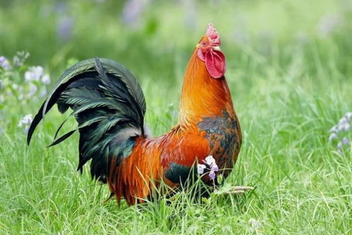 属鸡的人适合用哪种颜色的钱包？有没有什么推荐的颜色？