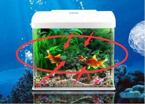 鱼缸、 喷泉与水生植物的布置要点