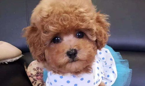 白羊座的男生是不是像泰迪一样可爱，被称为白羊男泰迪呢？