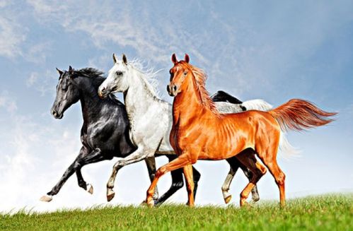 1990年属马在2026年如何化解运势？