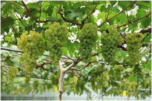 马陆葡萄采摘游体验：一场让人又爱又恨的田园之旅