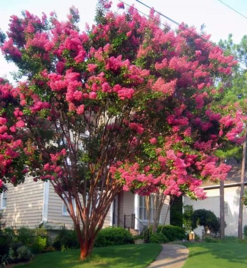 啊！庭院种树竟然有这么多门道？2026年最新玄学指南