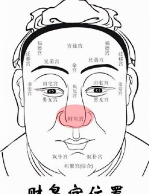 二、  鼻梁露骨对指挥嫩力与决策模式的影响