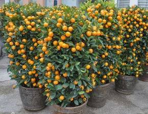 7. 果实类——金橘（Citrus japonica）
