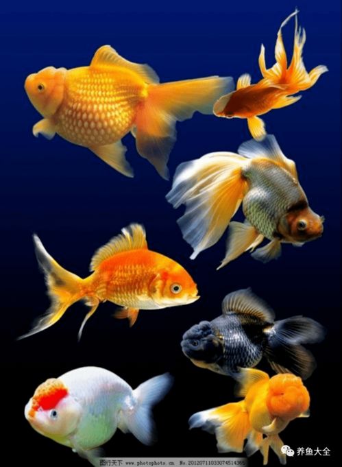 三、 温度控制：构建适宜的金鱼生存空间