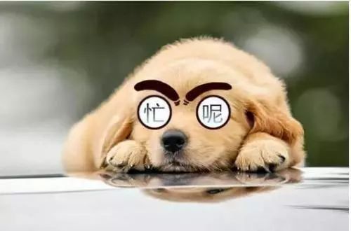 2026年属狗的人应该如何选择佩戴的饰品以化解犯太岁的影响？