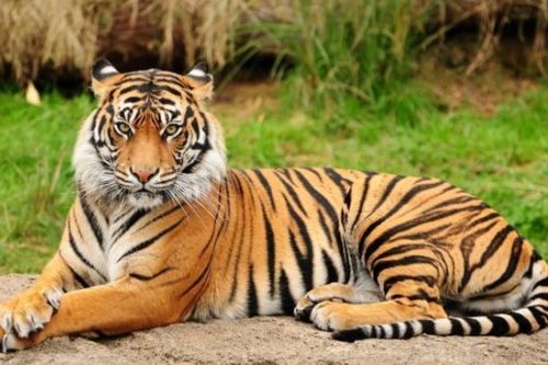 属虎3月4日运势如何，12月份整体运势怎样？