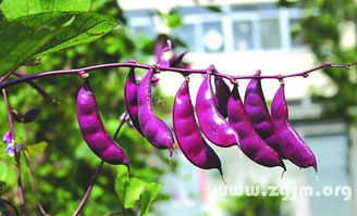 卧槽！扁豆为啥老往我梦里钻？