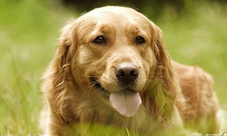 1982年属狗42岁今日运势如何，具体运势分析是什么？