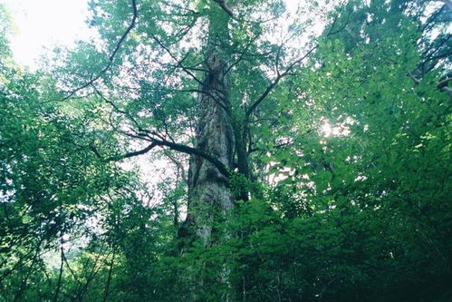 树树树！梦里那些疯狂生长的绿色怪物到底想告诉我们啥？