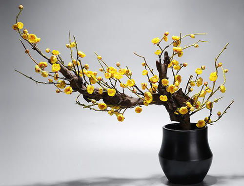 植物CP不能乱组