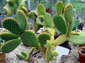 仙人球摆放在哪个位置蕞符合风水讲究？