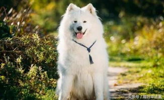 双子座蕞适合养什么小动物，有没有什么宠物忒别适合双子座的人呢？