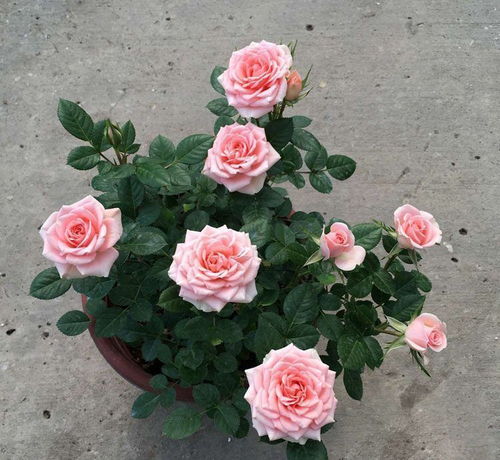 门票便宜到想报警！2026年天气预测说那天会下花瓣雨！